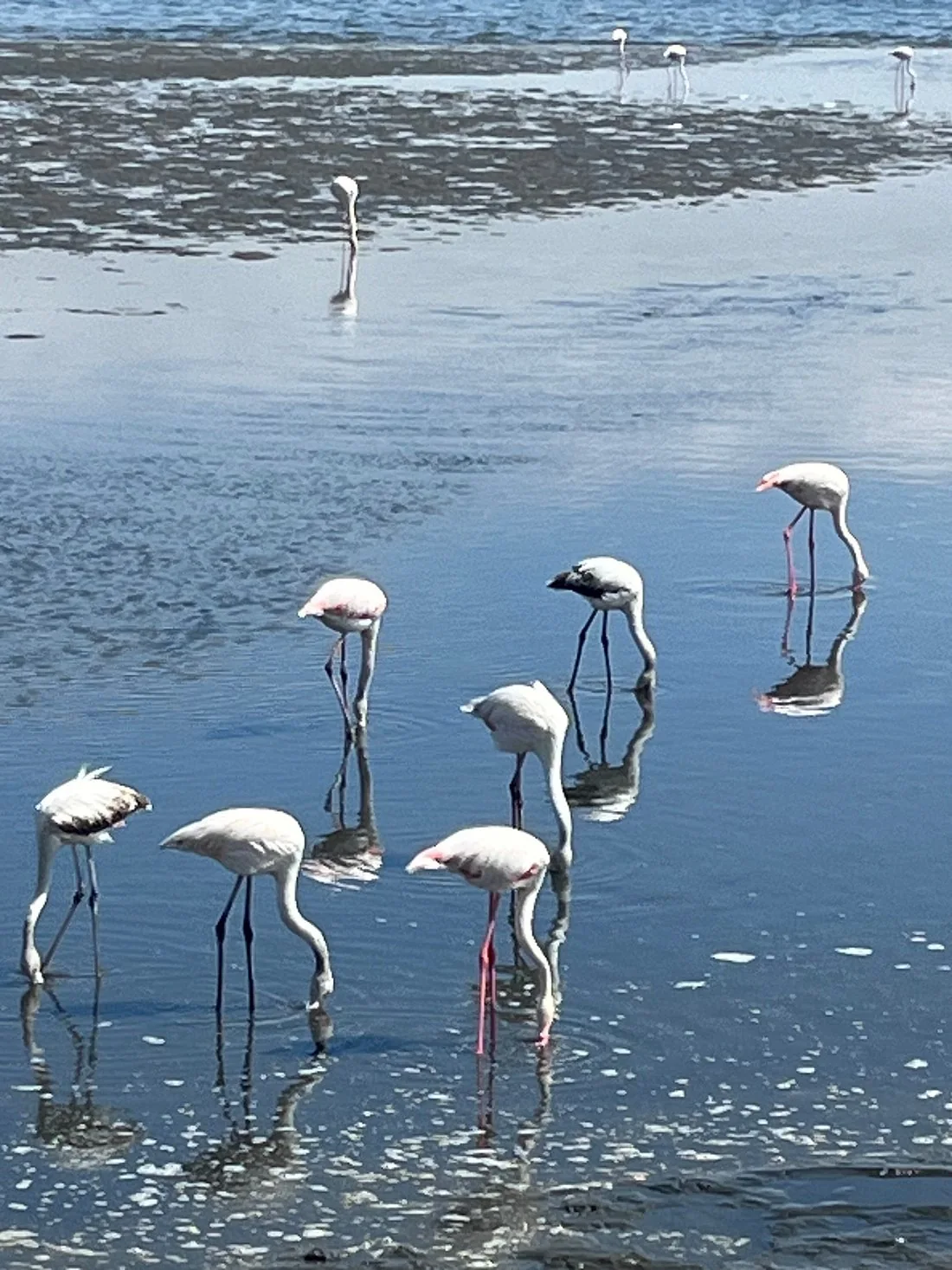 Flamingos feeding in shallow coastal water