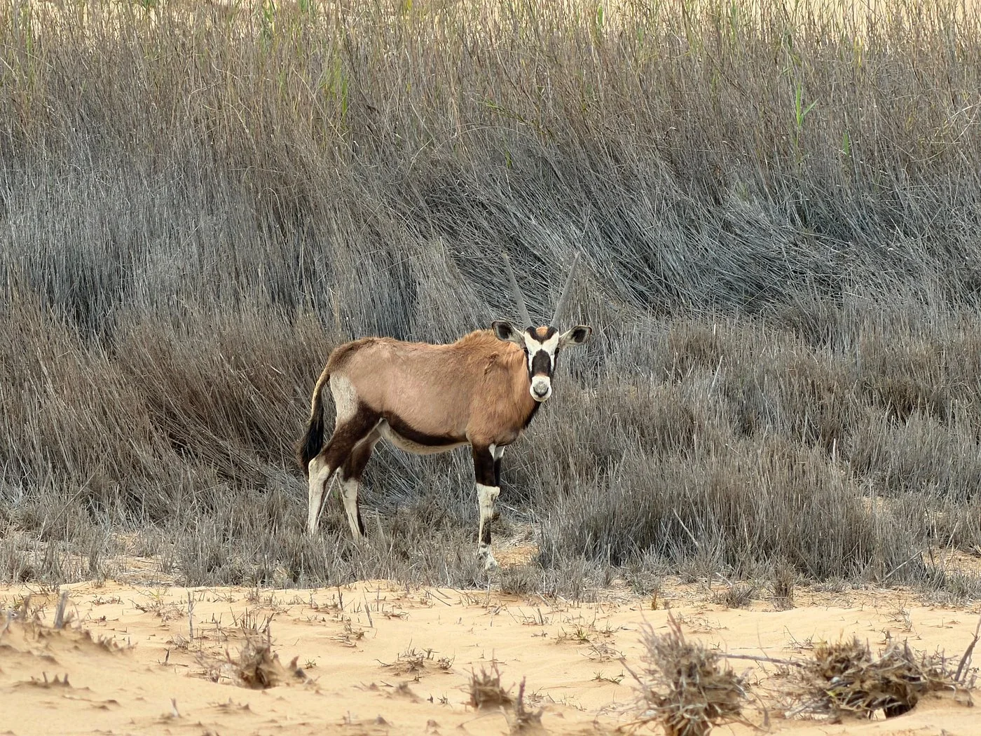 An oryx standing beside tall dry reeds
