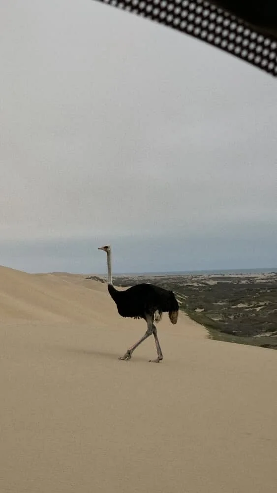 An ostrich walking on a dune, seen through a vehicle window