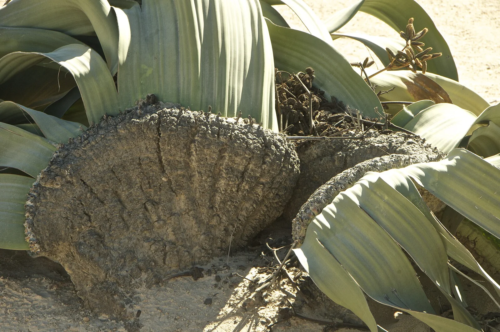 A close documentary view of a Welwitschia mirabilis plant in the Namib Desert